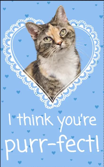 Calico cat inside a heart doily. Background is light blue with scattered blue hearts. Text says 'I think you're purr-fect'